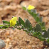 Crotalaria hebecarpa (DC.) Rudd